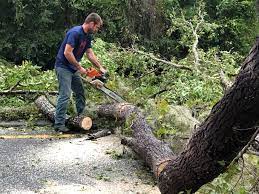 How Our Tree Care Process Works  in  Van Buren, MO